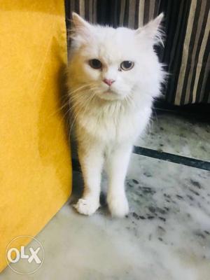 White perisan male cat..Doll Face..verry friendly