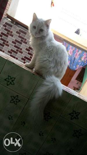 White persian cat kitten 8 month old
