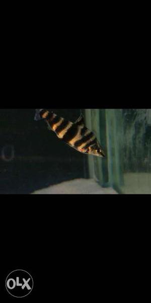Yellow And Black Striped Fish