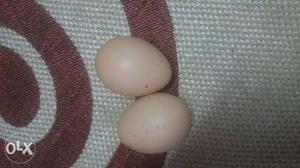 egg.., 25/- per egg, 2eggs