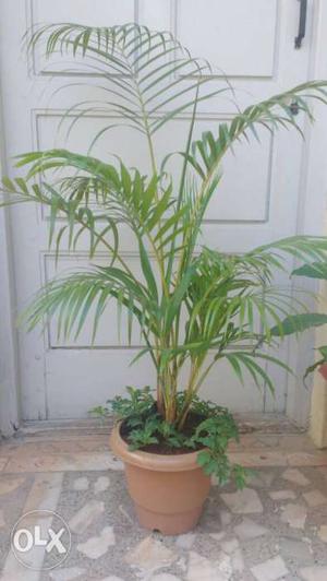 Indoor palm plant along with small hanging plant