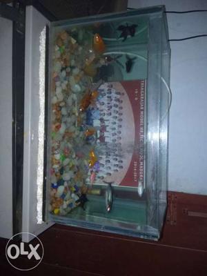 11big and 4small fishes at low price with food