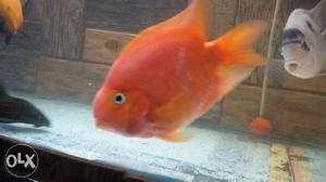 12" cichlid for sale