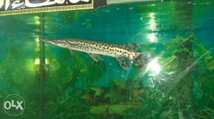 18 cm long alligator gar fish (very active and