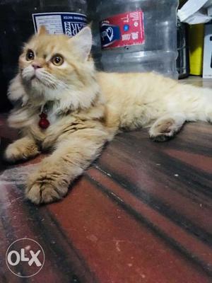 1yr old persian male cat available for mating not for sale