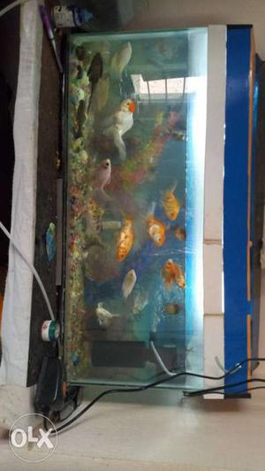 2.5feet big fish tank at lowest price...i bought