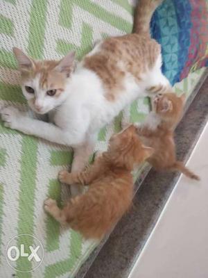 2 beautiful kittens and their Mom up for