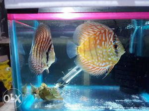 4.5" Turquoise brown + 4" Turquoise blue healthy Discus