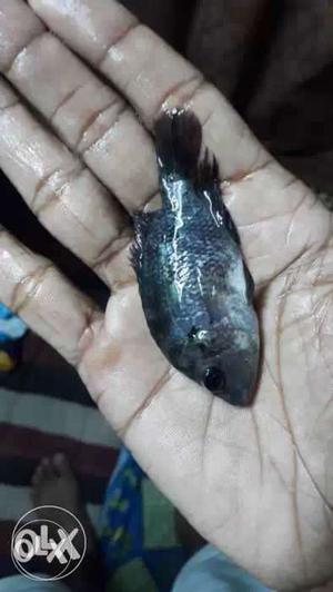 4 inches fish sell urgent