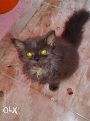 5 month old semi punch Persian cat for sale
