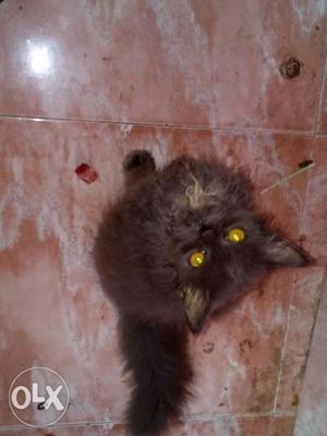 5 month old semi punch female Persian cat for
