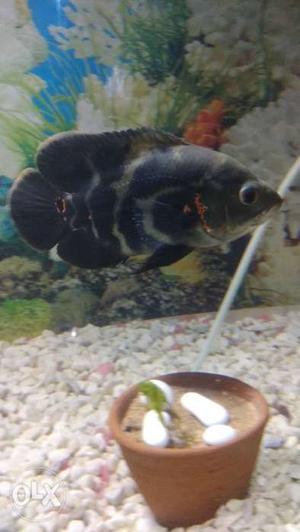 6-7 inch Black Oscar with a good growing rate and