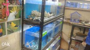 6 fish aquarium and rack size is 2ft