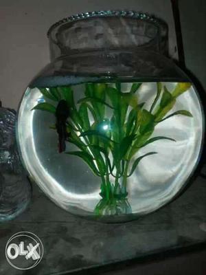 6 inch fish bowls new forsale call