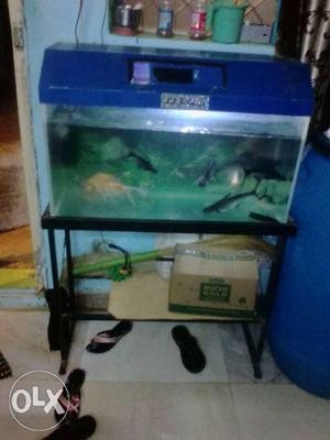 7 fishes and aquarium and stand