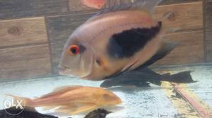 8 inch uaru cichlid active and healthy set on