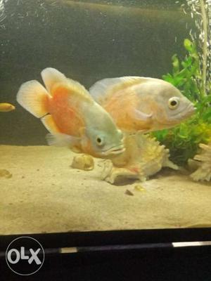 9inch Oscar fish pair for sale