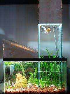 AQUAFIN aquarium - up side down fish tank