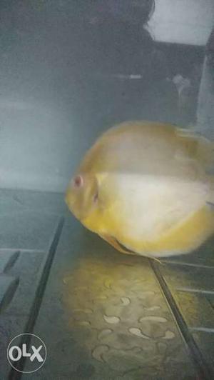 Albino size 5.5 inc pair male female want to
