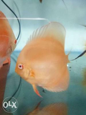 Albino yellow & albino red discus fish 2.5"