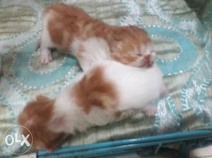 All typ of kittens pure persian extrme punch full
