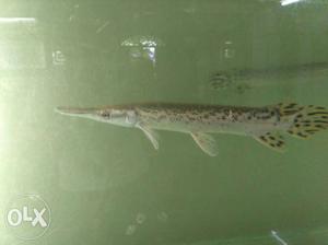 Alligator gar fish for sale