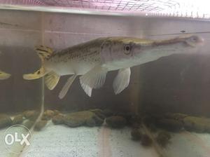 Alligator gar for sale 20" size