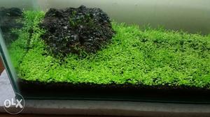 Aquarium tank with live plants & light