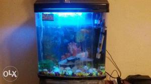 Aquarium with four fish, heater, extra sponge new