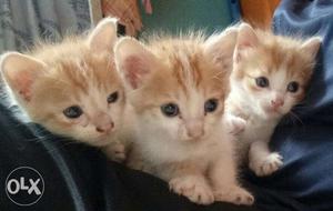 Beautiful little 3 kitten's