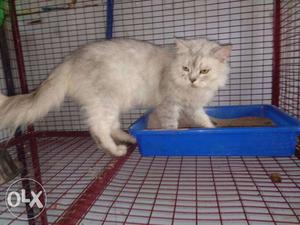 Beige Persian Cat.male proven.