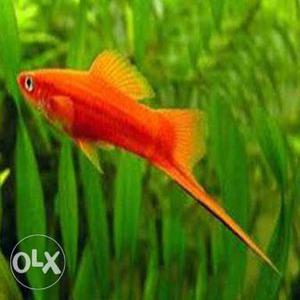 Big red sword tail breeding pair,message me,1left