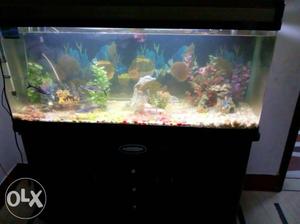 Black Framed Fish Tank With Cabinet