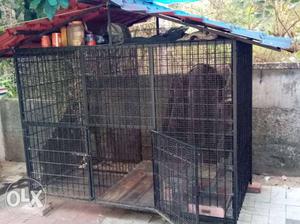 Black Steel Dog Cage