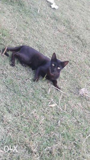 Black cat, good cat