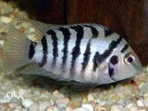Black convict cichild Fish Midium size!