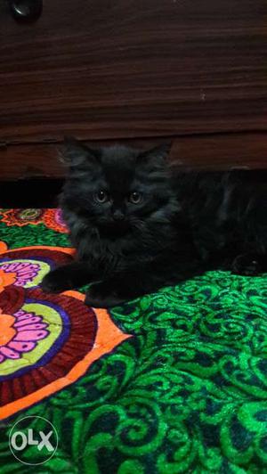 Black persian cat, female, 2months