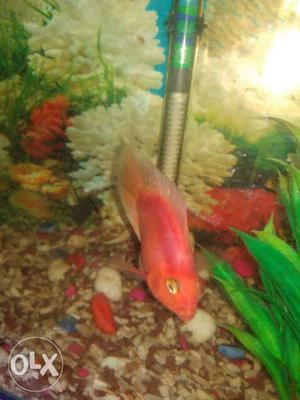 Blood red fish of medium size