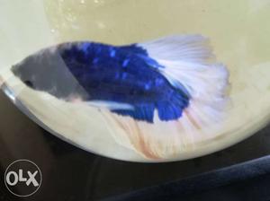 Blue&White betta fish