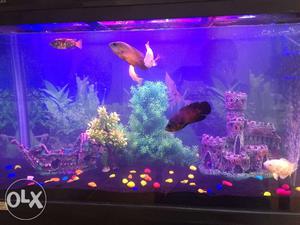 Brand new imported fish tank. 3 feet with wooden