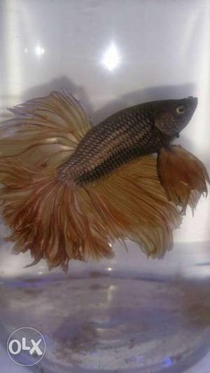 Brown Beta Fish