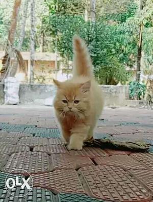 Brown Persian Cat