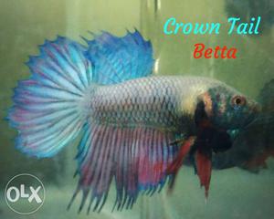 Crown tail betta for sale