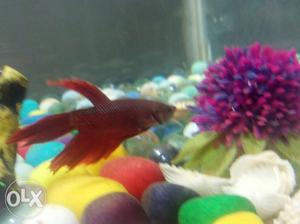 Dark red betta fish
