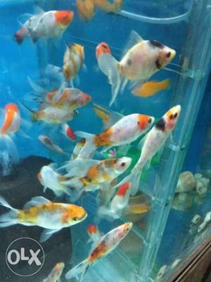 Deepi fish aquarium shop in Chandigarh sectar 22