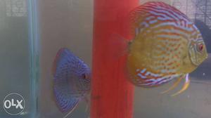 Discus babies for sell 150 per piece