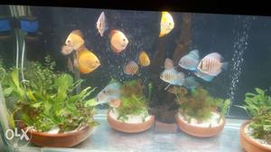 Discus fish size3.5+ high body for sale 900 pp