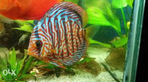Discus fishes for sell