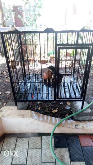 Dog Cage Iron. 3 months old