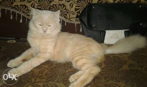Doll face 15month old parsian cat